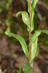 Green rockcress